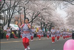 sakuramatsuri2006_008　~桜祭~